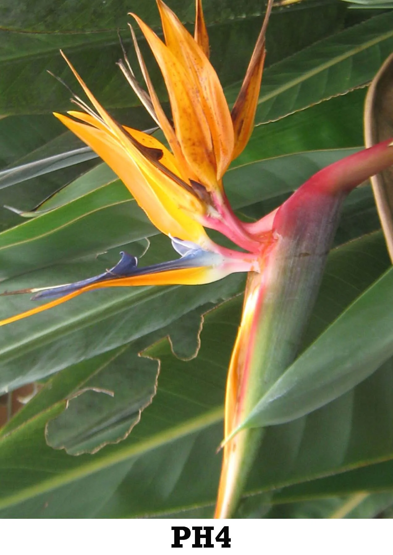 PH4.jpg