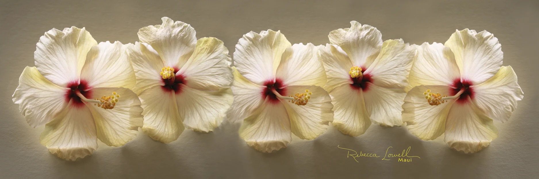 BACKLIT HIBISCUS.jpg