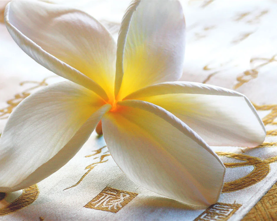 PLUMERIA+ON+SILK.jpg