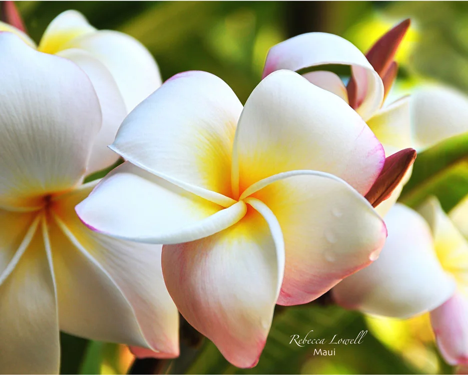 VINTAGE+PLUMERIA.jpg