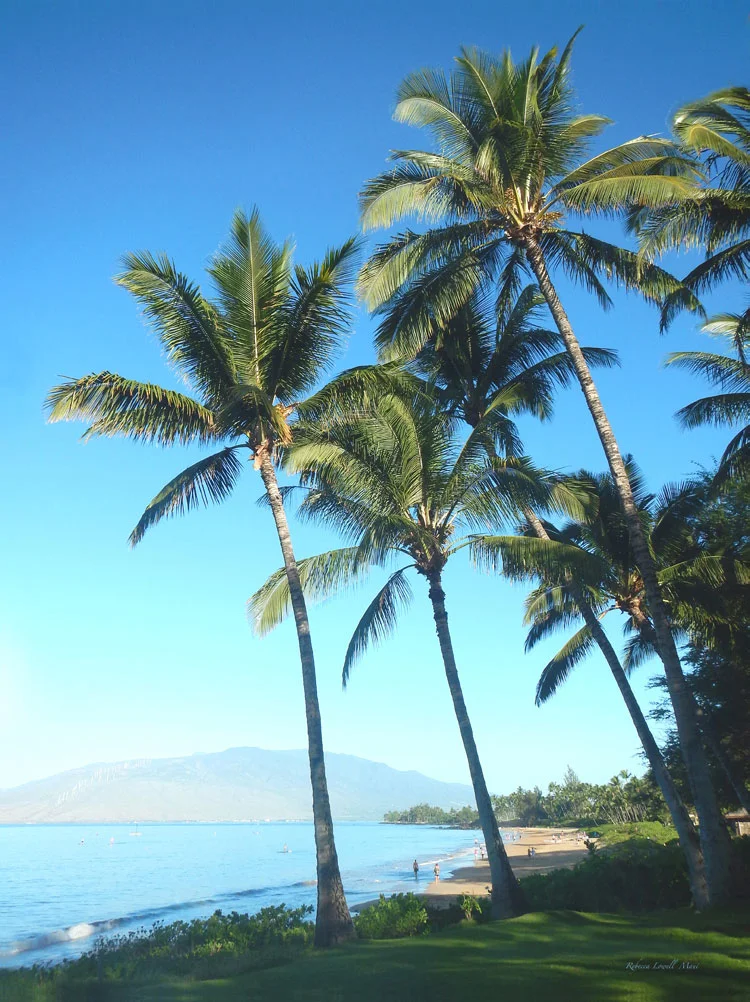 BLUE+PALM+MAUI+BEACH.jpg