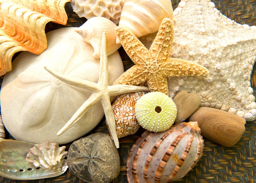 Web+Shells+2+starfish+basket+5x7.jpg