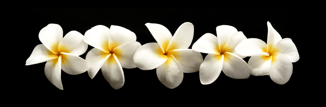 PLUMERIAS-ON-BLACK.jpg