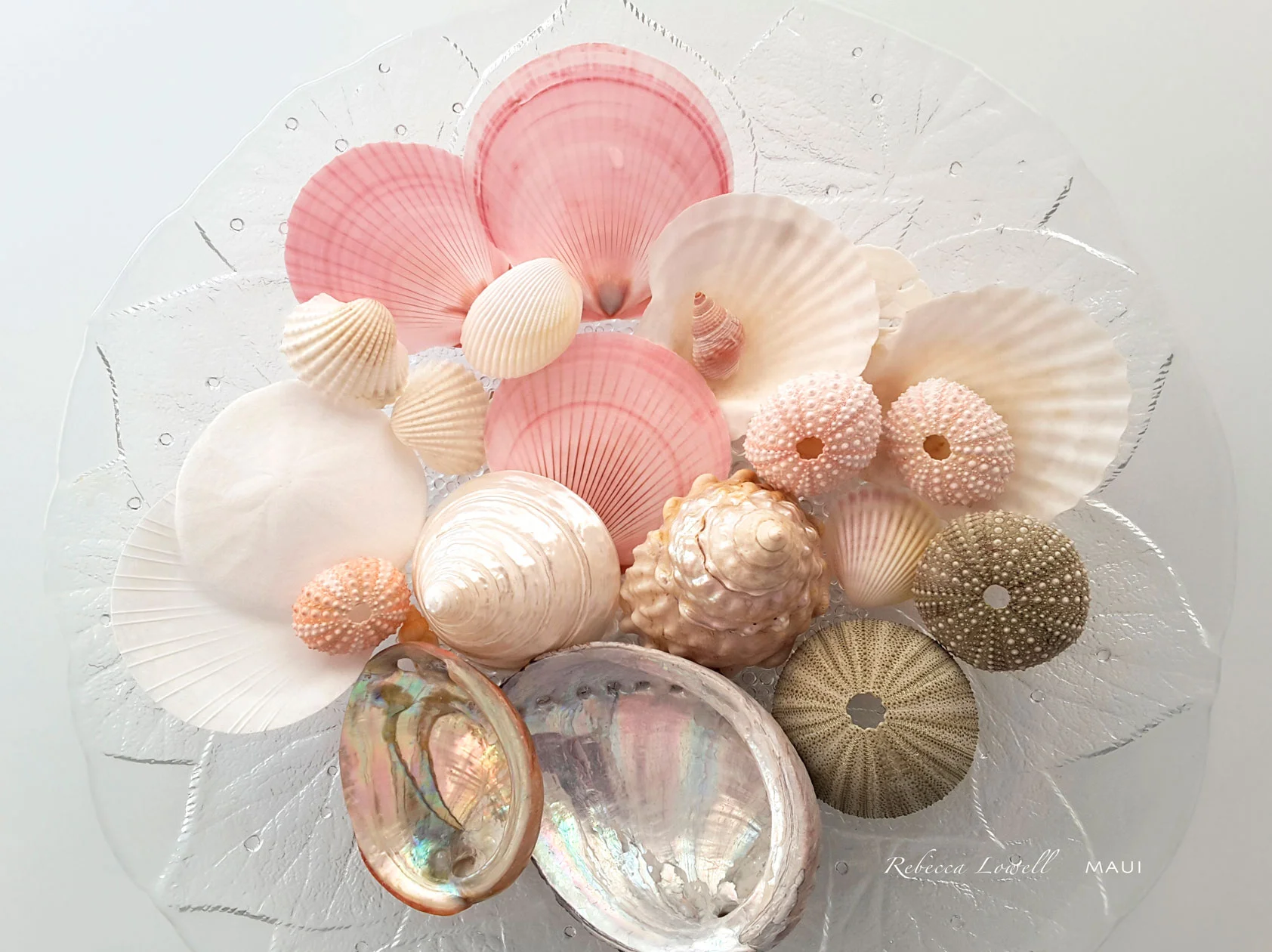 Shells-Pink-18x24-sign-gw.jpg