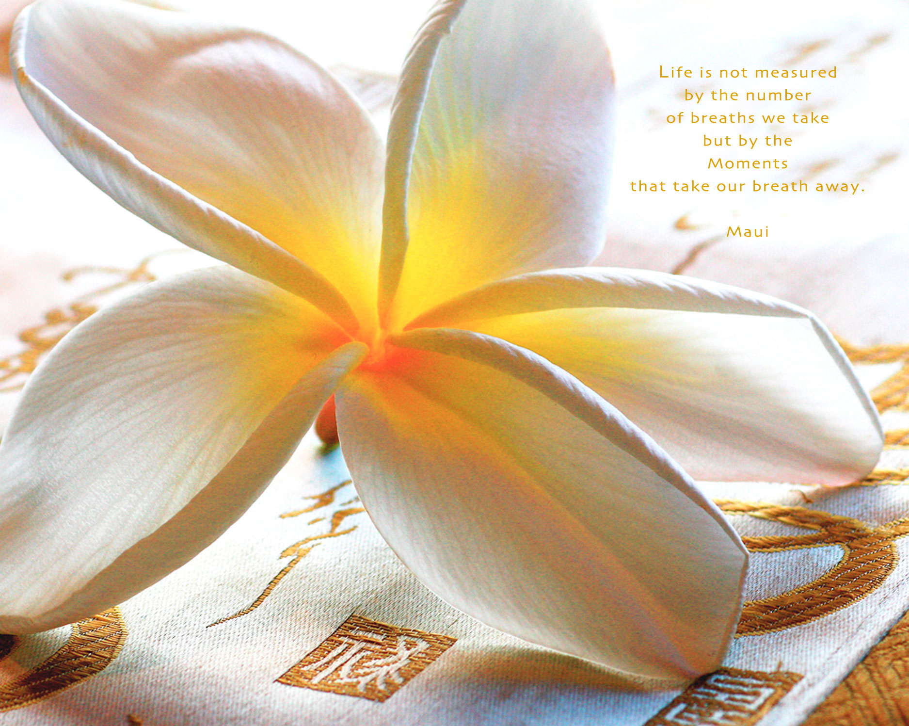 plumeria-on-silk-moments-2-16x20.jpg