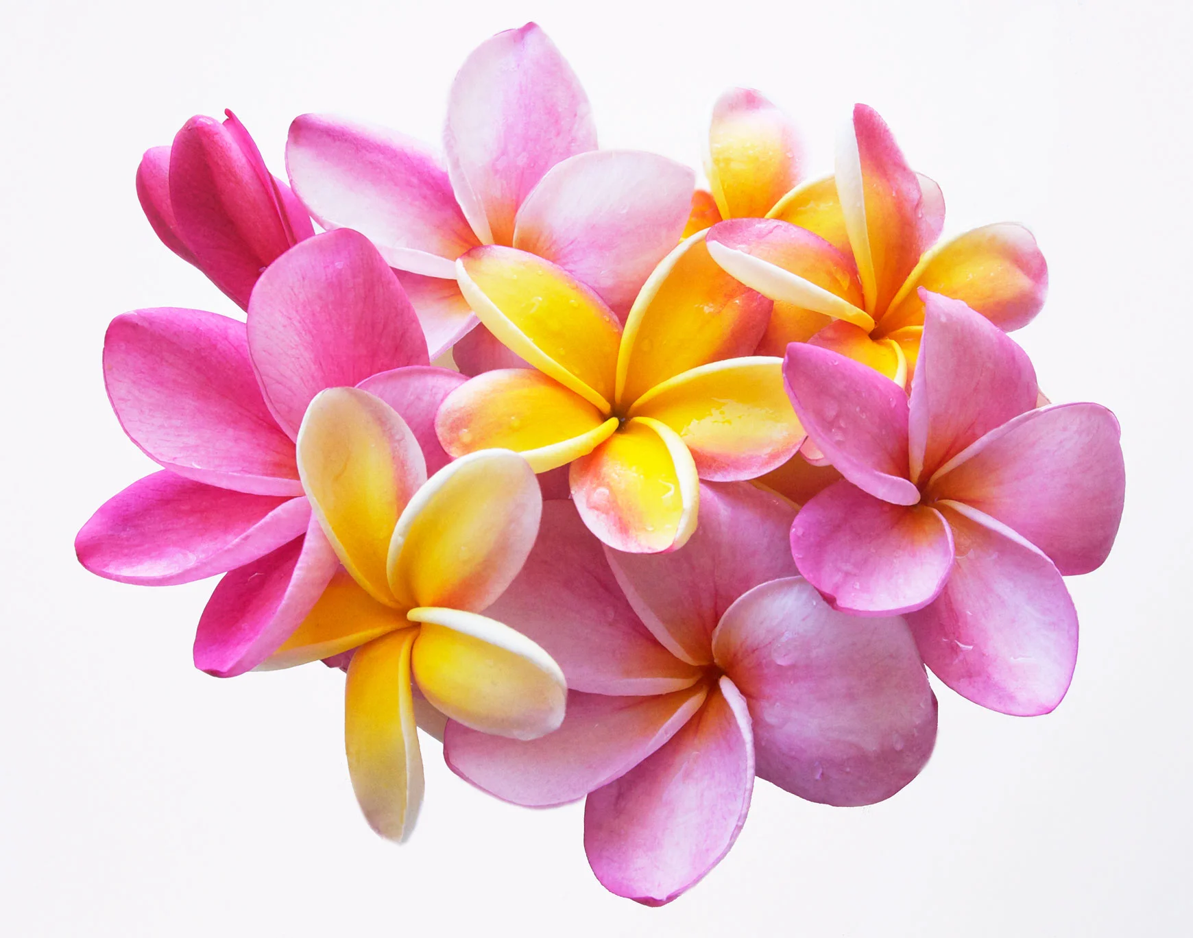 Plumeria-Nosegay-White-11x14.jpg