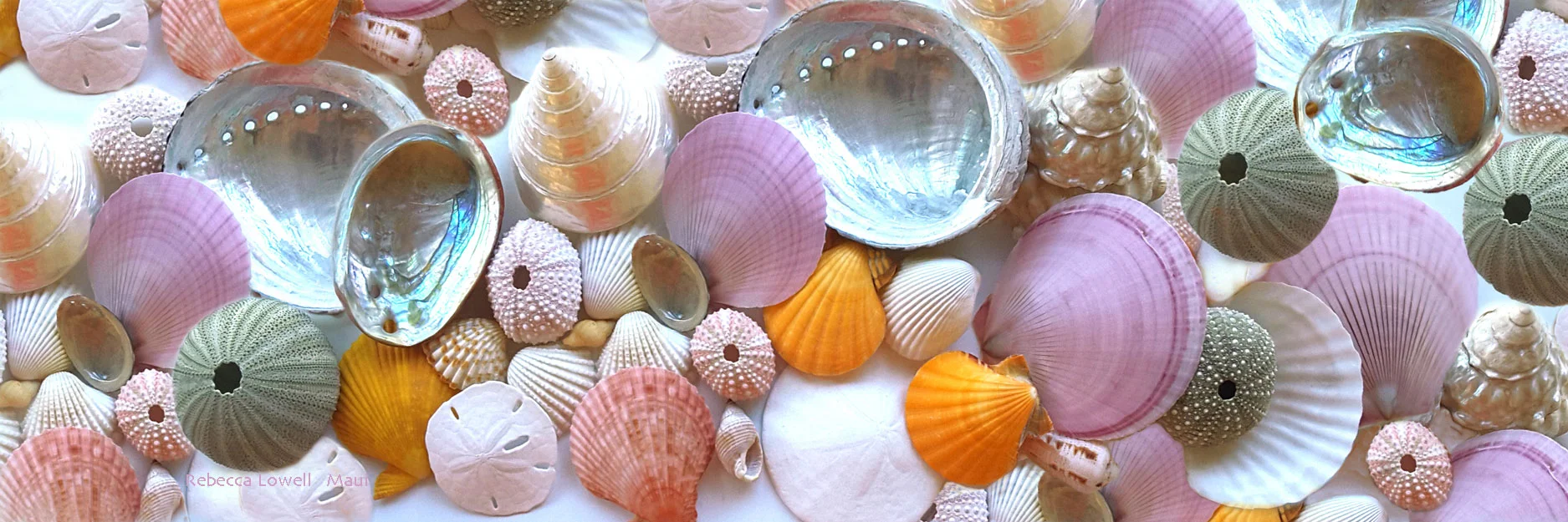 SHELLS+REFLECTIVE.jpg