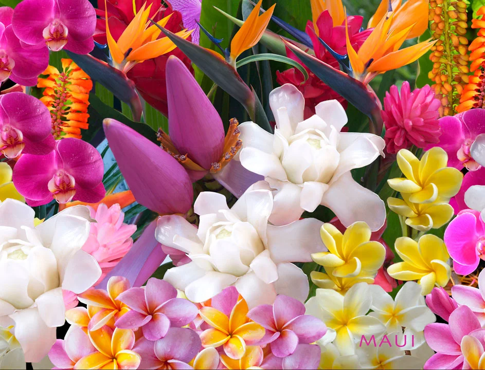 Color-Tropics-plumerias.jpg