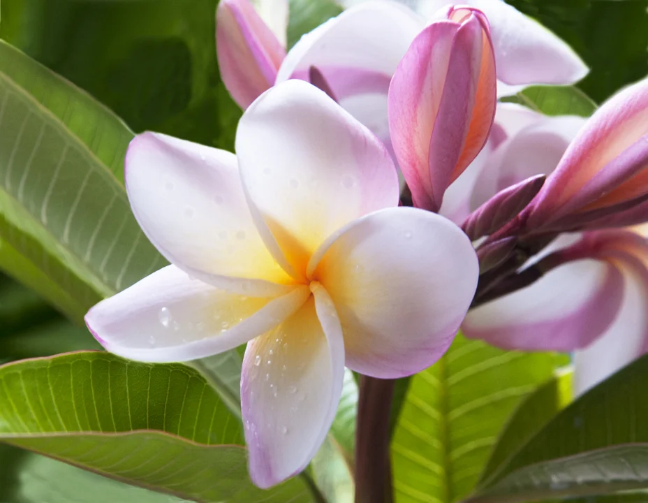 Single vintage garden.jpg