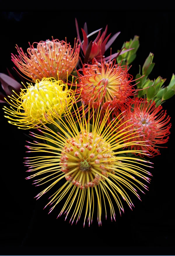 Proteas on Black verticle.jpg