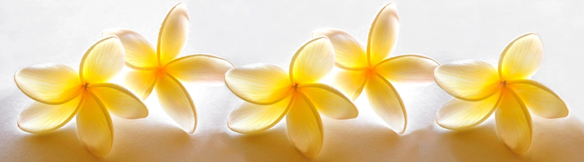 Backlit-yellow-plumeria.jpg