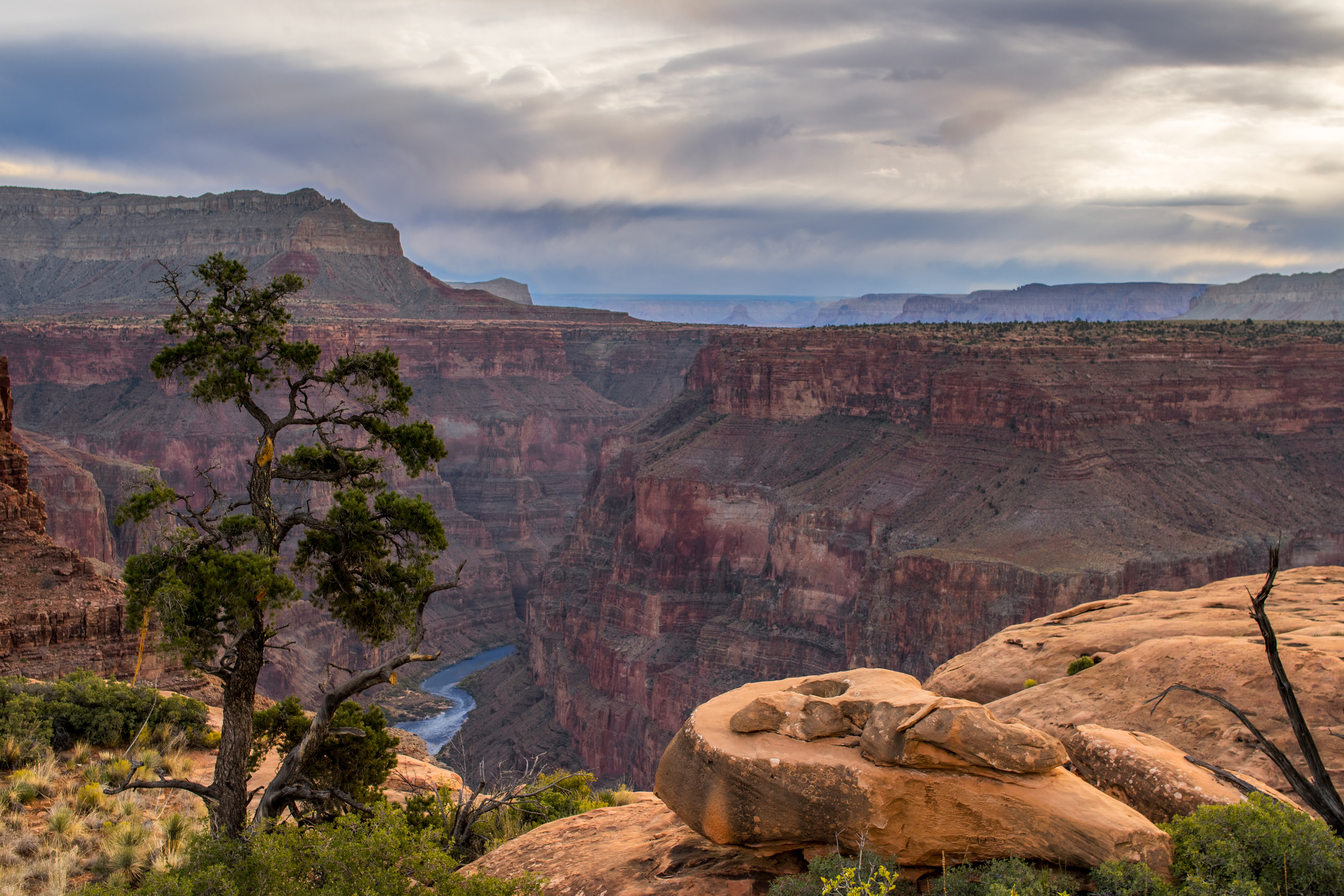  Single tree over Grand Canyon and Colorado River 