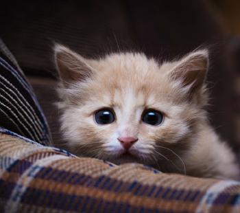 Cat.png