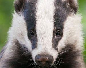 Badger-300.png