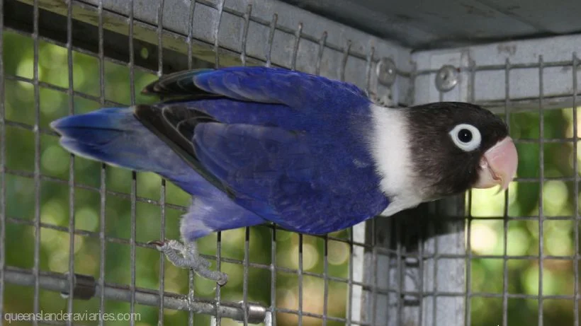 violetmaskedlovebirds820_461_compressed.jpg