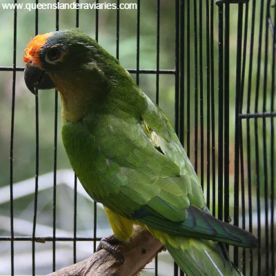 peachfrontedconurequeenslanderaviaries_3.jpg