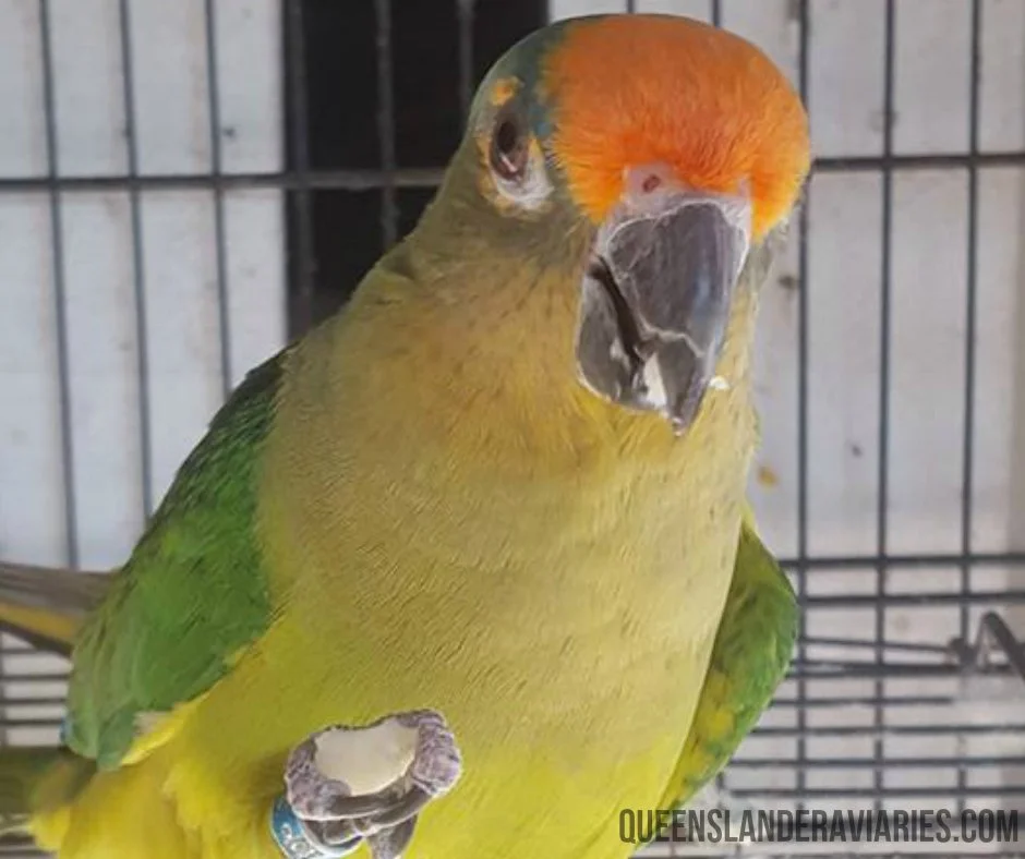 peachfrontedconurequeenslanderaviaries_1.jpg