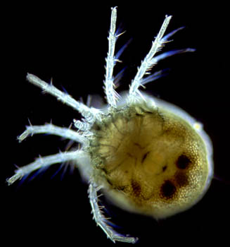 mite2sm.jpg