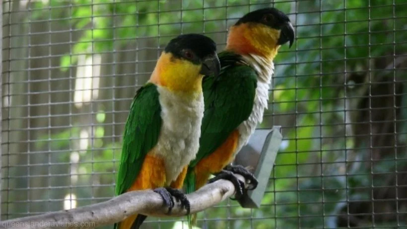 blackheadedcaique_820_461_compressed.jpg