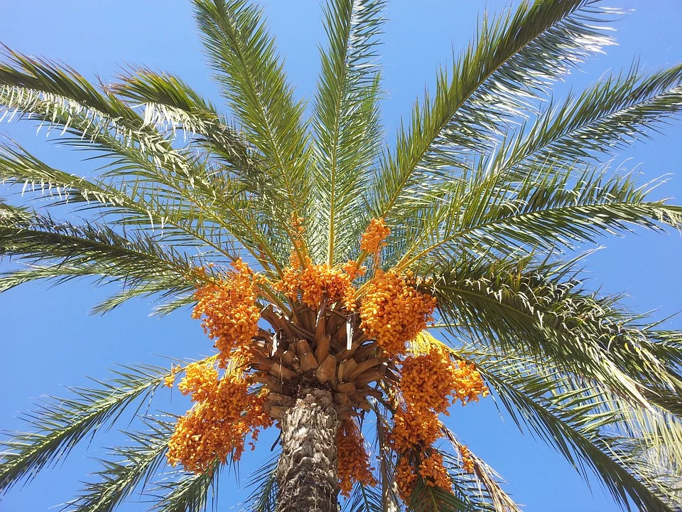 date-palm-614625_960_720.jpg