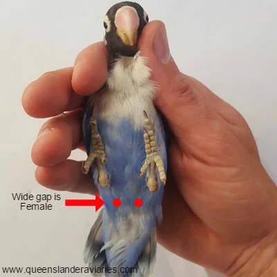 Females will have a significant gap between these bumps to allow eggs to pass.