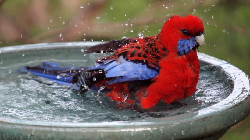birdbath.jpg