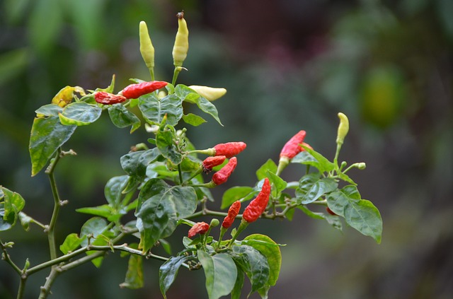 chili-808138_640.jpg