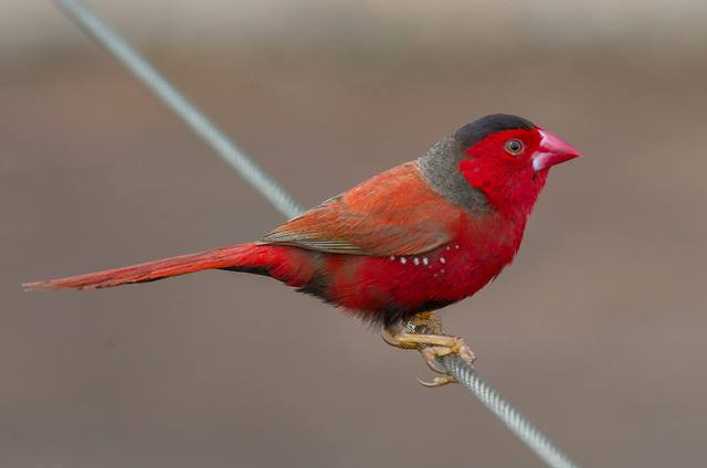 australian finch breeds
