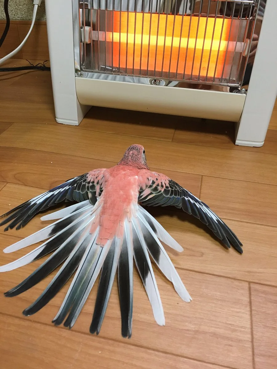 k7zstp0kcewx.jpg