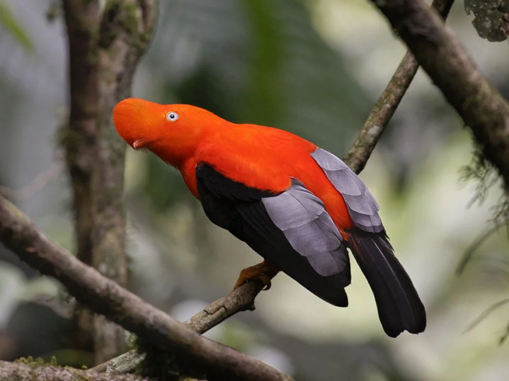 weirdbird_1.jpg