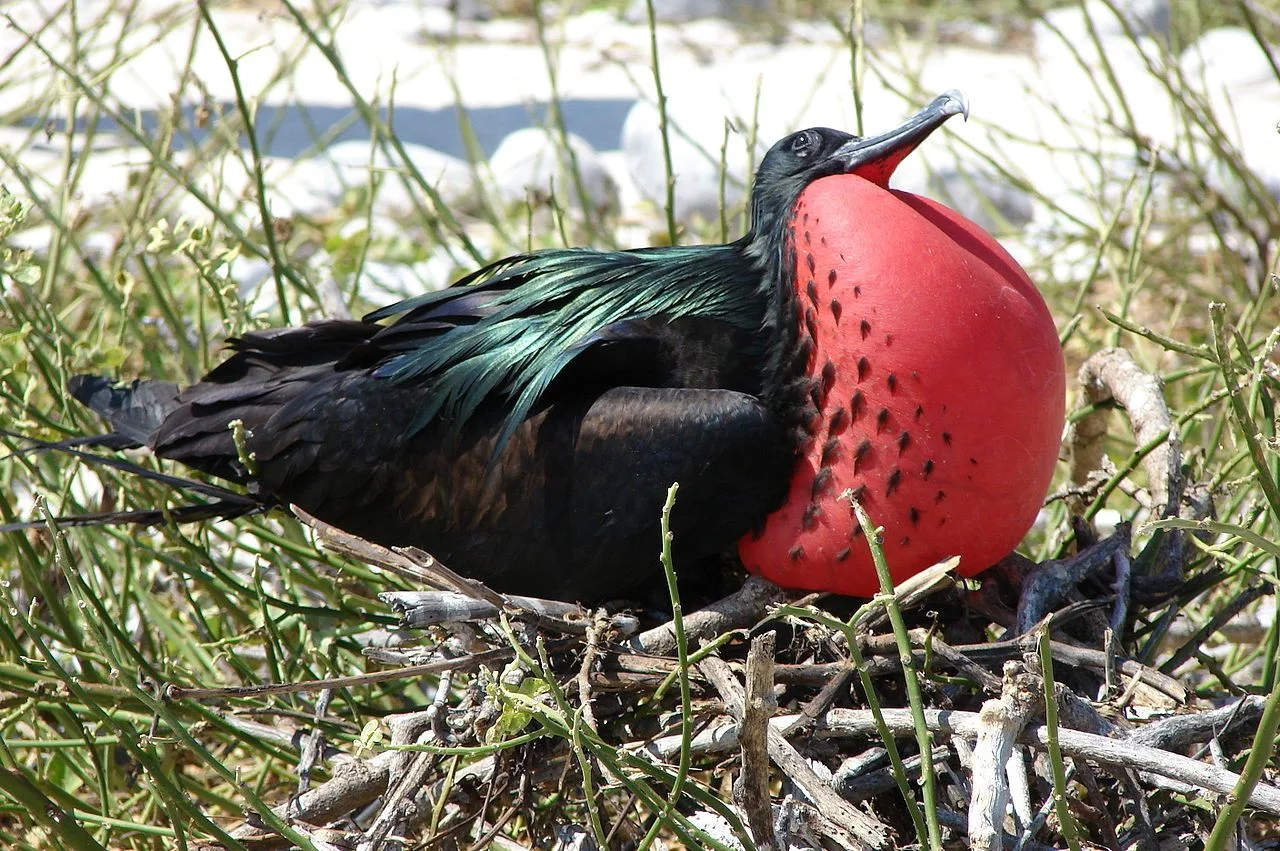 weirdbird_3.jpg