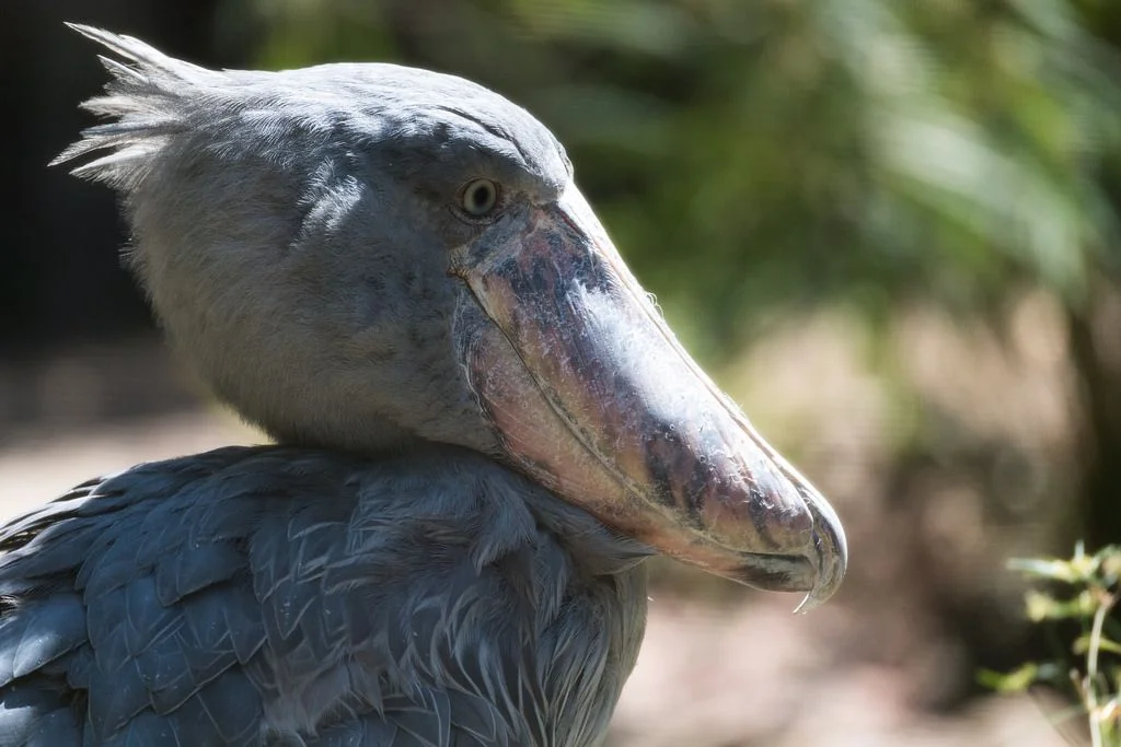weirdbird_6.jpg
