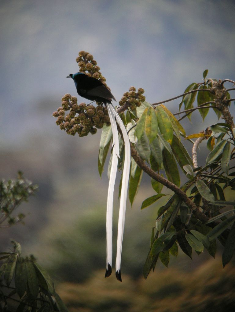 weirdbird_7.jpg