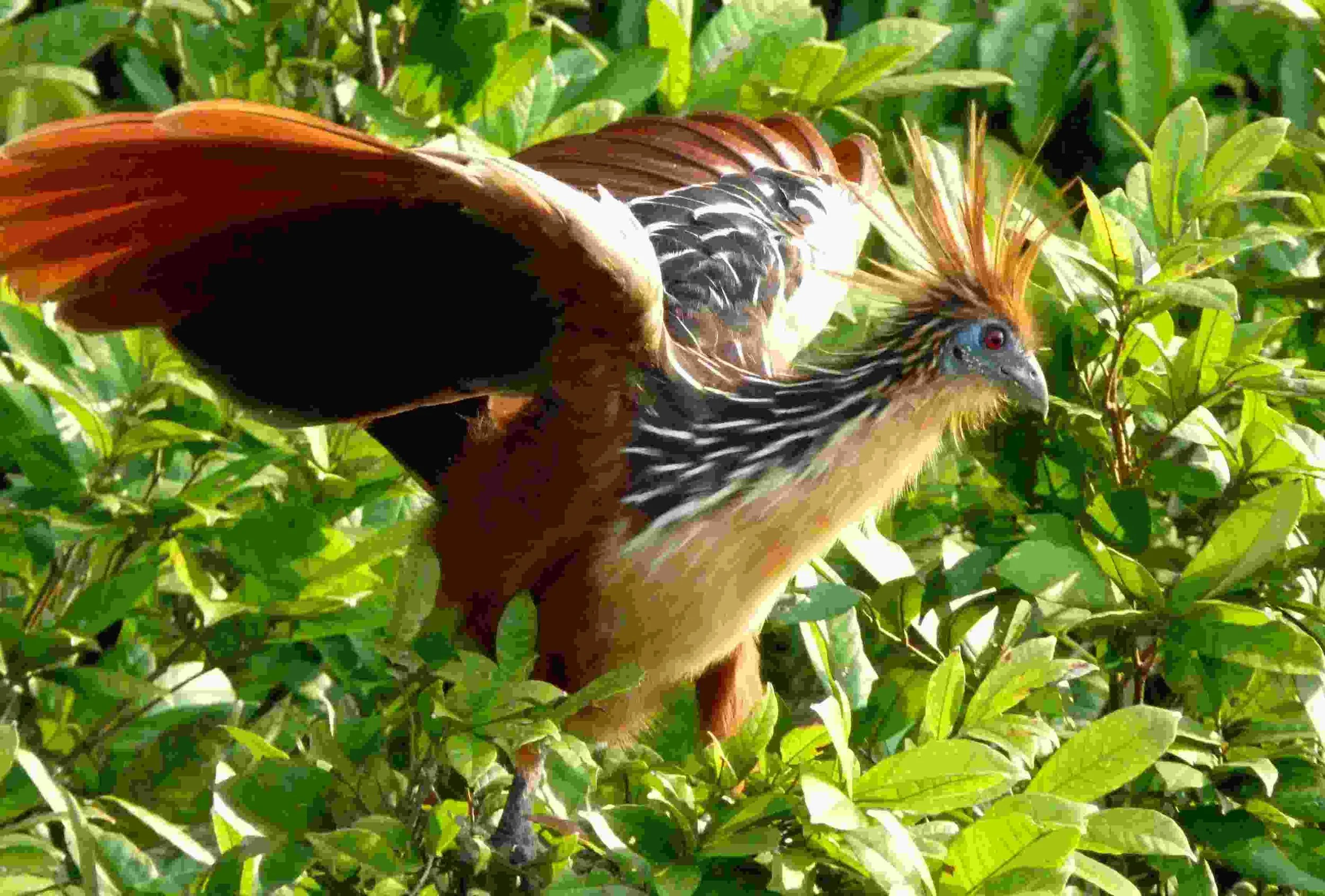 weirdbird_5.jpg