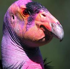 weirdbird_8.jpg