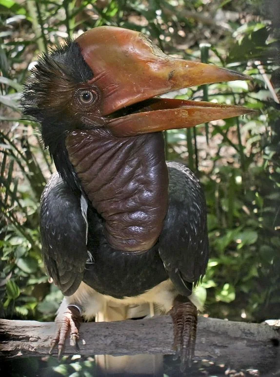 weirdbird_9.jpg