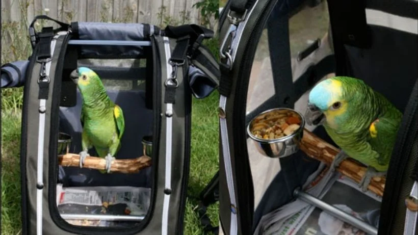 PakOBird820_461.jpg