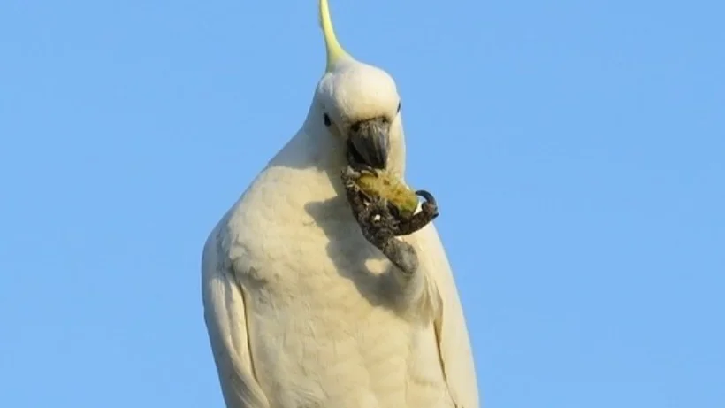 birdeatingnut_820_461.jpg