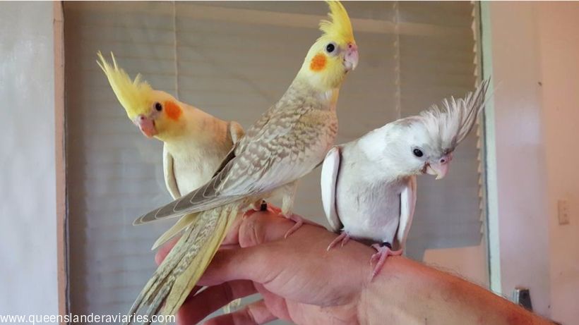 pet stores that sell cockatiels