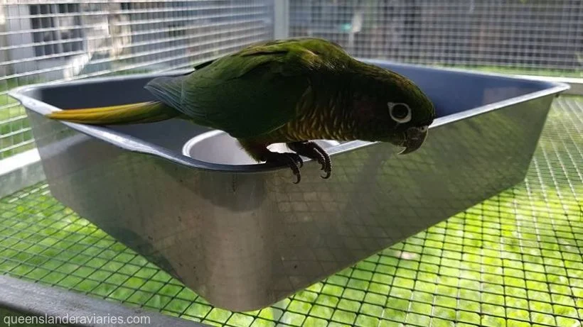 Maroon-bellied Conure on Cat Litter Tray Feeder.