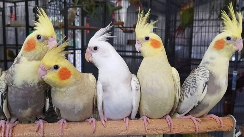 catagories_cockatiel_banner_820_461_compressed.jpg