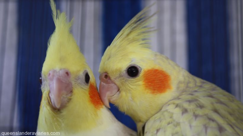 cockatiel_820_461_compressed.jpg