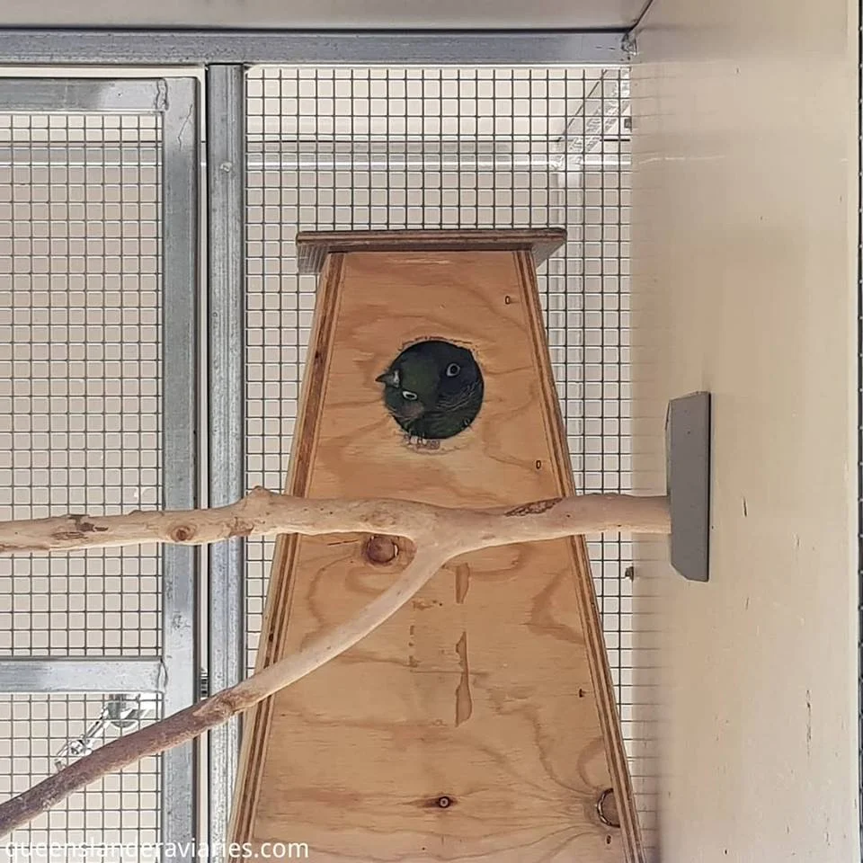 Guarding their Nestbox