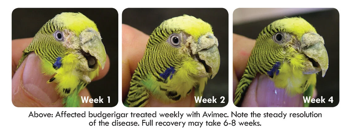 parakeet mite treatment