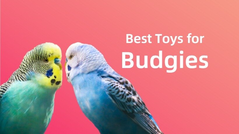 budgie shredding toys