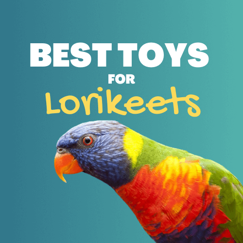 lorikeet toys