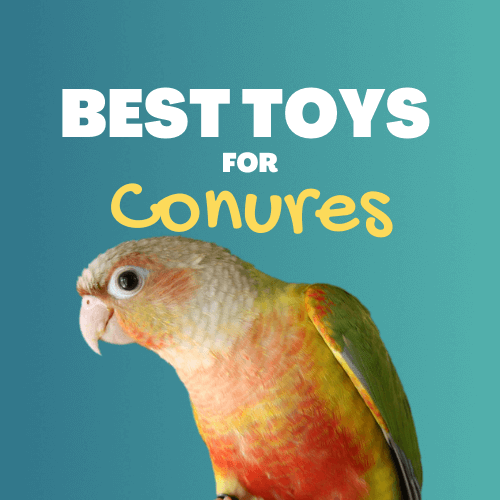 conure toys