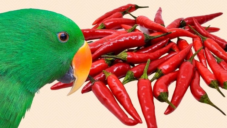 Can Birds Taste Chilli 