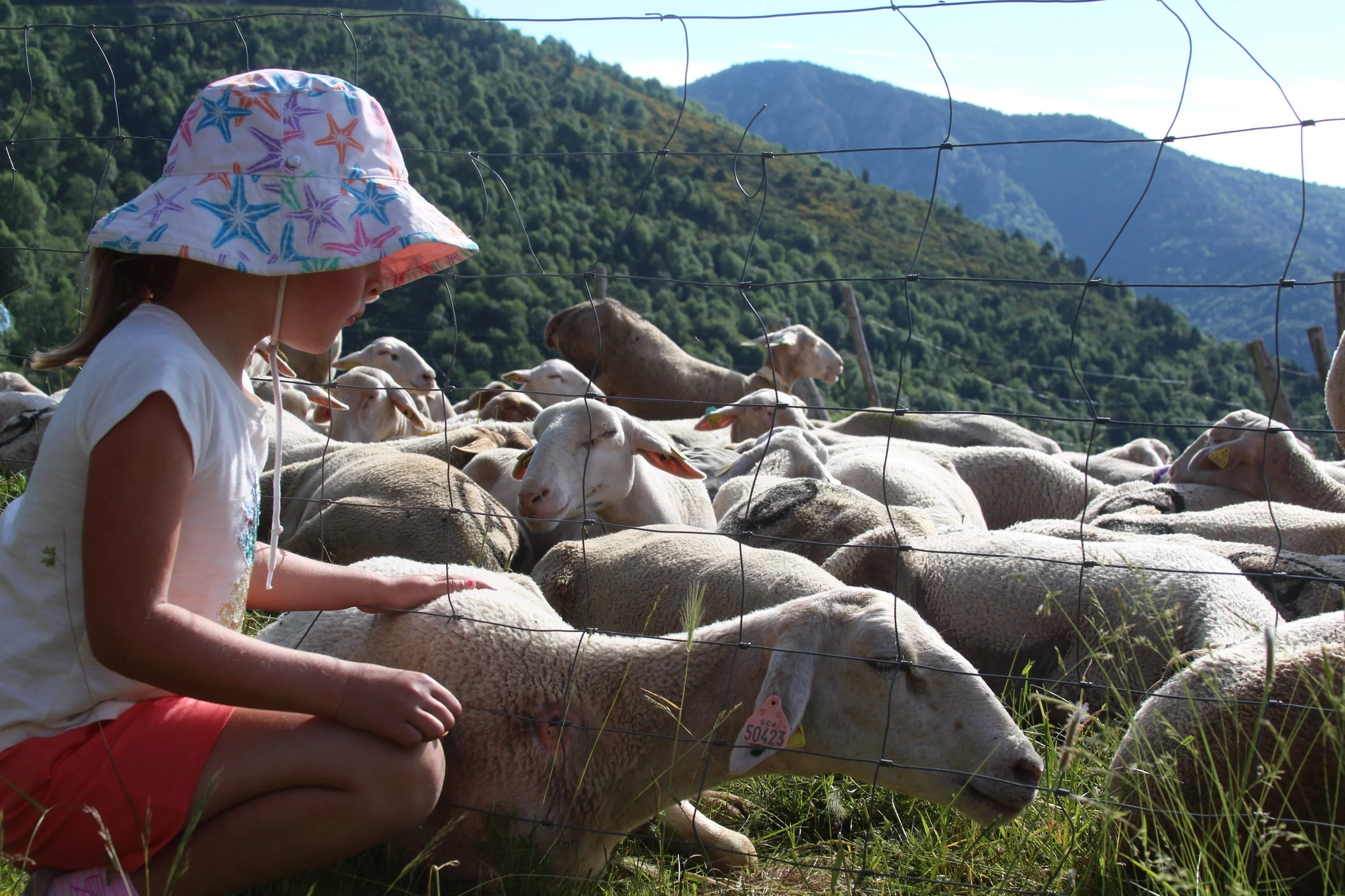 Olea_and_sheep.jpg