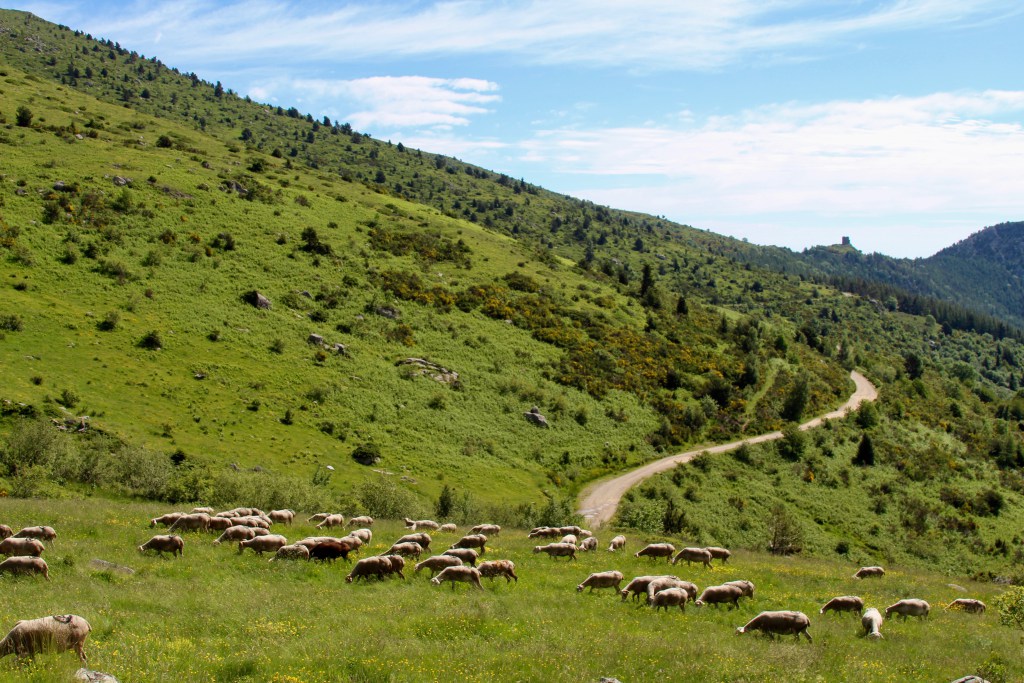 hillside.jpg